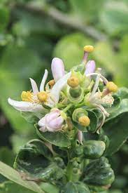 We did not find results for: No Lime Tree Blossoms Or Fruit What To Do When A Lime Tree Is Not Producing