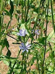 Image result for Cichorium