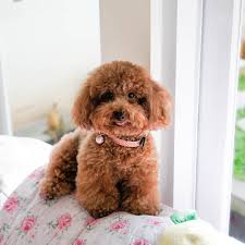 Hi Everypawdy Redtoypoodle Toypoodle Poodletoy Toypoodles Poodlesofinstagram Poodle Poodle Playoffs Poodlelove Poo Poodle Puppy Toy Puppies Toy Poodle