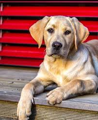 Les Chiens Guides D Aveugles Leschiensguides Photos Et Videos Instagram In 2020 Labrador Retriever Retriever Labrador