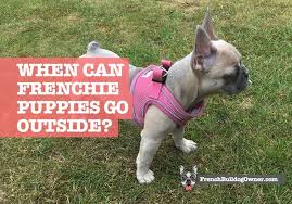 Maybe you would like to learn more about one of these? When Can A French Bulldog Puppy Go Outside Or To Park Garden