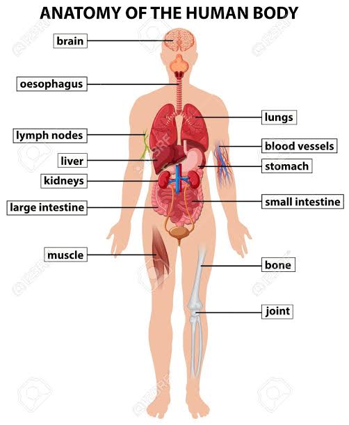 Resultado de imagen de imagenes del cuerpo humano"