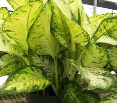 Triad Plant Company Plants Plant Companies Plant Nursery