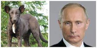 skachat prikolnye i krasivye kartinki sobaka pohozhaya na putina na fun tochka net