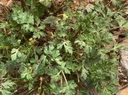 Image result for Ranunculus multifidus