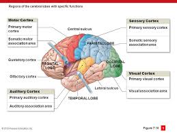 / lymphoid tissue definition components function britannica. Powerpoint Lecture Slides Prepared By Betsy C Brantley Valencia College C H A P T E R C 2013 Pearson Education Inc The Central Nervous System Ppt Download