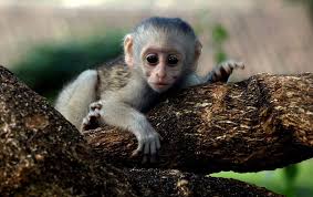 Wildlife and rainforest exotic tropical birds as popular pet breeds. The Beauty Of Kenya In 50 Tropical Photos Baby Monkey Rainforest Animals Baby Animals