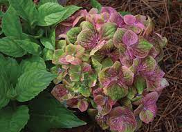 We did not find results for: Hydrangea Macrophylla Greenmantle Nursery Management