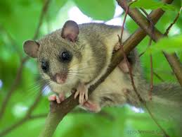 Weil die natürlichen unterschlüpfe immer seltener werden, suchen sich. Siebenschlafer Glis Glis Kleinsaeuger At