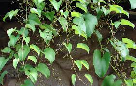 Image result for Dioscorea alata