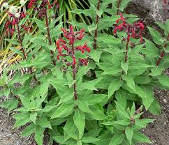 Image result for Lobelia chireensis