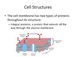 We did not find results for: Cell Membrane Structure And Function Inquiry Into Life Chapter Ppt Download