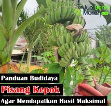 Sortasi dilakukan untuk memisahkan buah 81 102 pisang talas samarinda 103 pisang rutai samarinda 104 pisang awak samarinda 105 pisang kapal. 6 Panduan Mudah Budidaya Pisang Kepok Agar Tumbuh Subur Dan Mampu Mendapatkan Hasil Yang Maksimal Jualbenihmurah Com