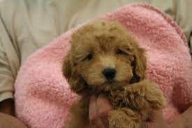 Puppies For Sale Mini Goldendoodle Goldendoodle Puppy Goldendoodle Puppy For Sale