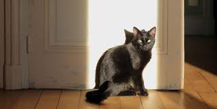 Black cats are awesome creatures that amaze you with their shiny fur and jellybean toes. 60 Black Cat Names Good Names For Male And Female Black Cats