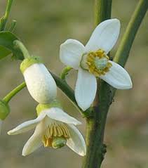 Unfortunately, in the united states the allure of pummelos has turned deadly. Pomelo Wikipedia