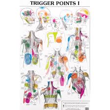 38 conclusive trigger points chart free download