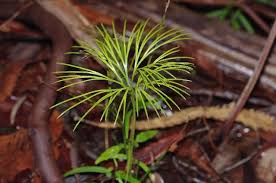 Image result for Schizaea pectinata