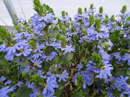 Image result for Scaevola