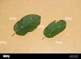 Image result for Mitragyna stipulosa