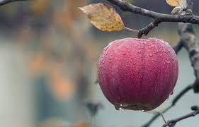 Art professor sam van aken creates hybridized trees that can grow more than 40 different types of fruit. The Fall That Makes Us Like God Part I The Philosophical Salon