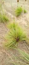 Image result for Bulbostylis filamentosa