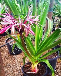 Image result for Crinum asiaticum