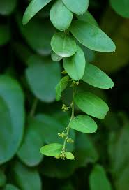 Image result for Cocculus hirsutus