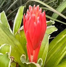 Image result for Berlinia orientalis