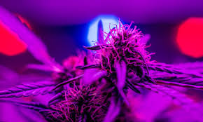 Check spelling or type a new query. Marijuana Light Spectrum Marijuana Seeds Growing Marijuana Indoor