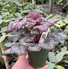 Image result for Heuchera `Swirling Fantasy`