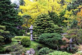 Cherry Blossoms Koi Pond The Japanese Tea Garden In Golden Gate Park The Graceful Gardener Japanese Tea Garden Japanese Garden Garden Waterfall