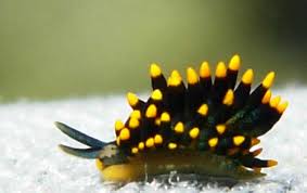 Image result for Isoglossa membranacea