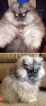 36 Of The Word S Angriest Cats Ever Who Have Had Enough Of Your Bs Creepy Cat Cat Photography Angry Cat