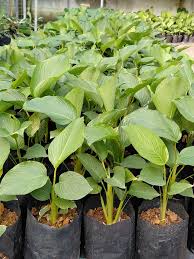 Image result for Cola discoglypremnophylla