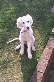 Saluki Puppy Saluki Puppy Saluki Dogs Dog Breeds