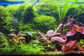 We did not find results for: Naturaquarium Ratgeber Von Aquarienpflanzen Shop De