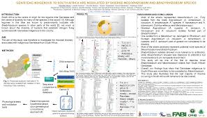 Image result for Dichilus reflexus