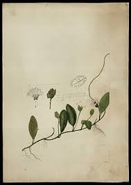 Image result for Aniseia martinicensis