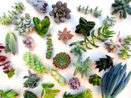 Propagation from stem cuttings is the most common and easiest way to propagate succulents. 3 Ways To Propagate Succulents World Of Succulents