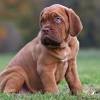 The colossal mastiff belongs to a canine clan as ancient as civilization itself. 3