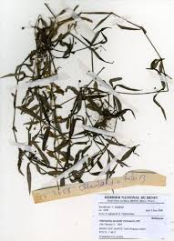 Image result for Oldenlandia lancifolia