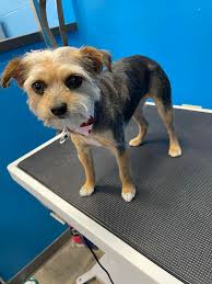 Does anyone have any recommendations for cleaners that are okay with dogs?  We used to use a girl months ago that was fab but she's fully booked now  🫧🧹🧼