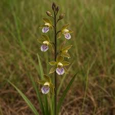 Image result for Eulophia orthoplectra