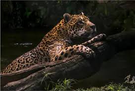 /ˈdʒæɡwɑːr/) is the luxury vehicle brand of jaguar land rover, a british multinational car manufacturer with its headquarters in whitley, coventry, england. La Red Jaguar Una Herramienta De Trabajo Para America Latina