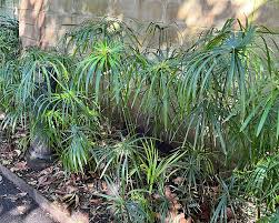 Image result for Cyperus clavinux