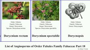 Image result for Dolichos angustifolius