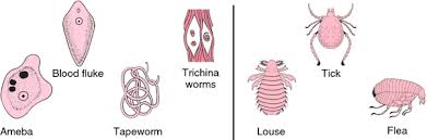 Facultative Parasite Definition Of Facultative Parasite By Medical Dictionary Medical Dictionary Medical Terms Parasite