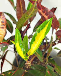 Image result for Croton longipedicellatus