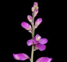 Image result for Hyperacanthus microphyllus